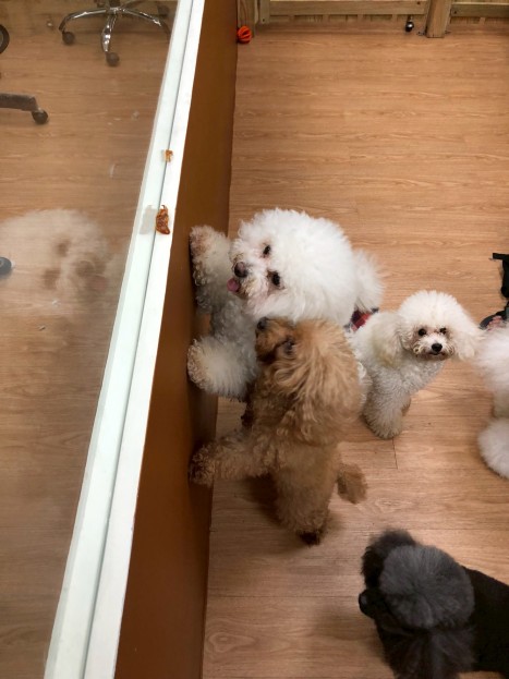 寵物美容寵物住宿接手及獲利